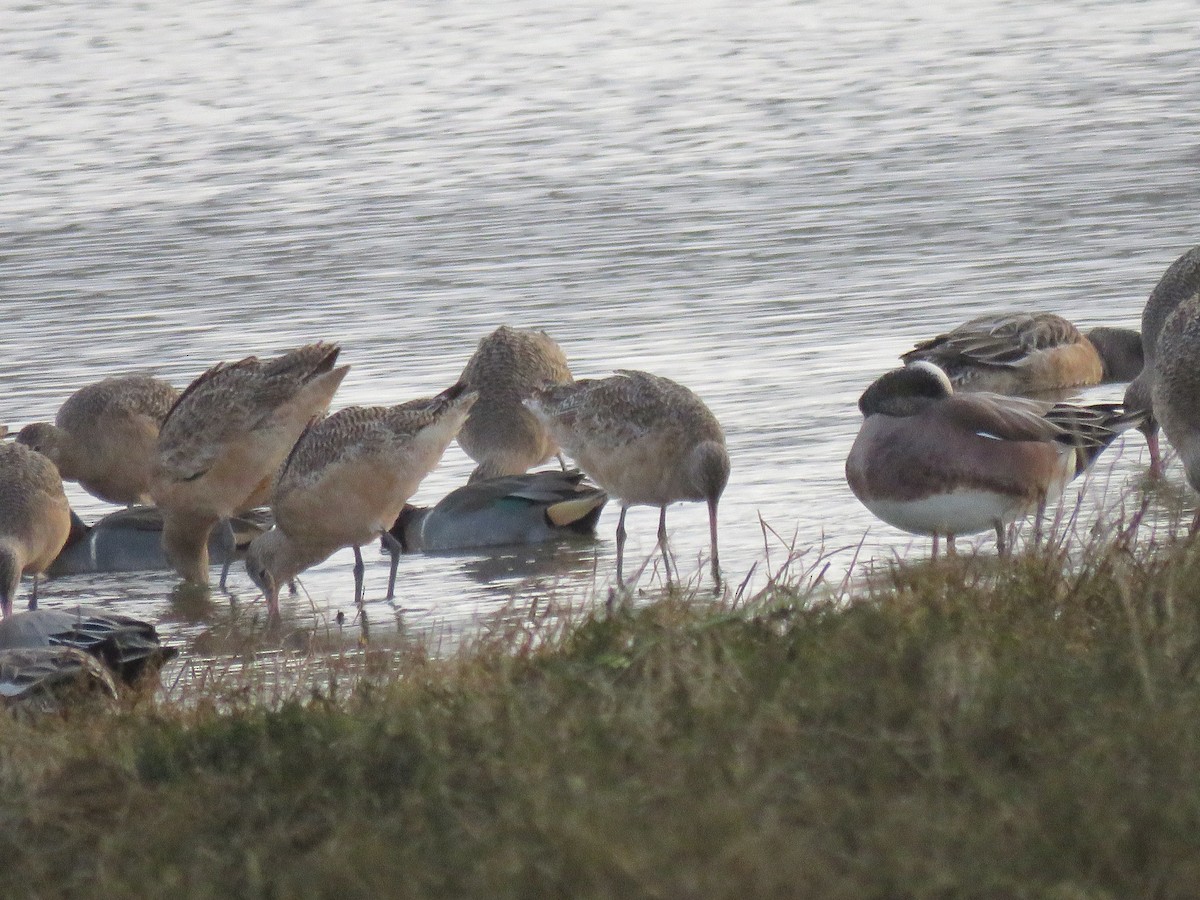 Marbled Godwit - ML298919881