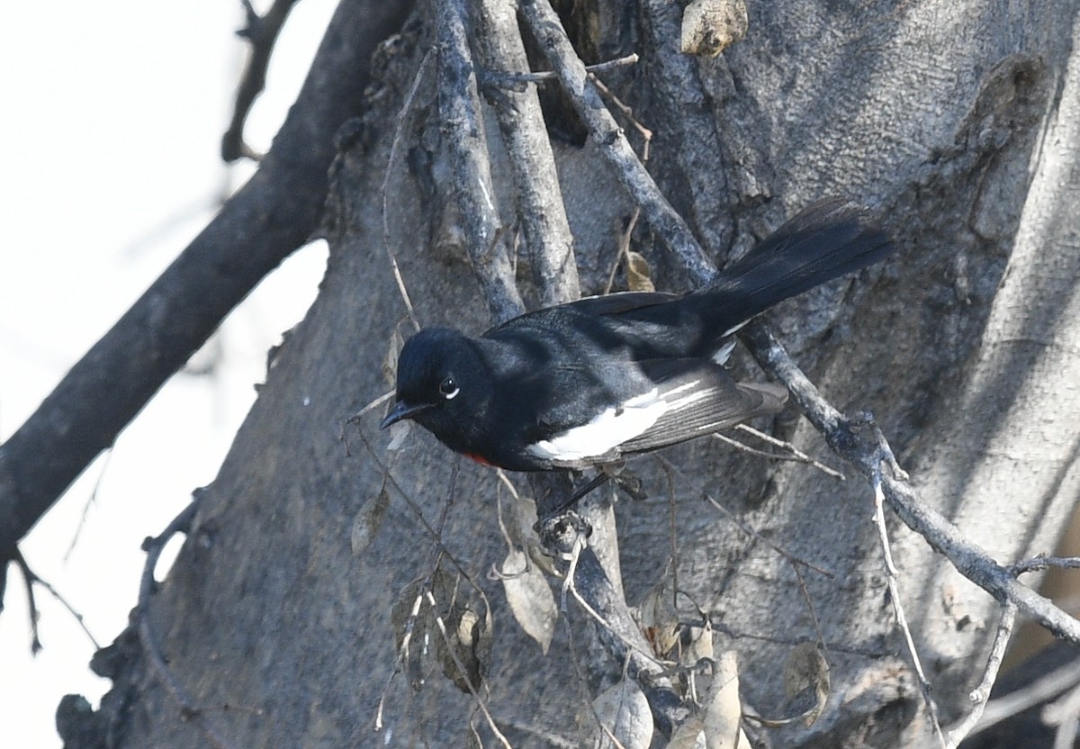 Painted Redstart - ML298921021