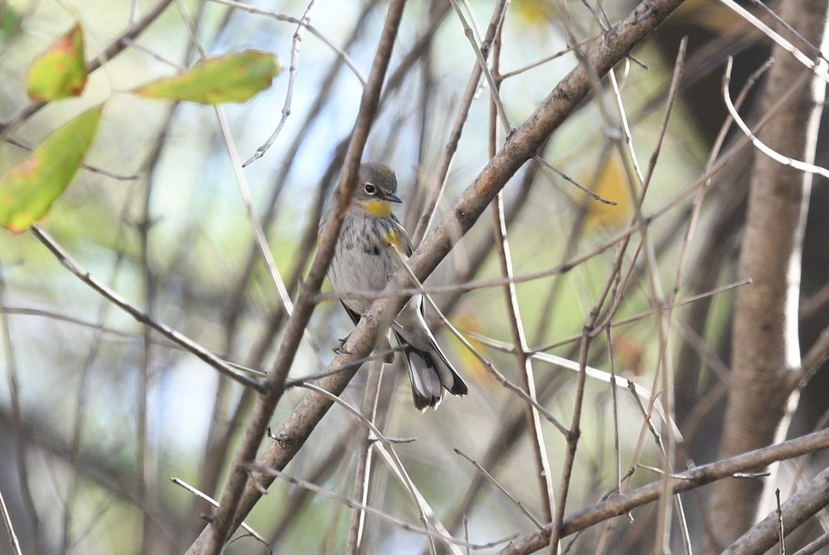 Yellow-rumped Warbler - ML298921201