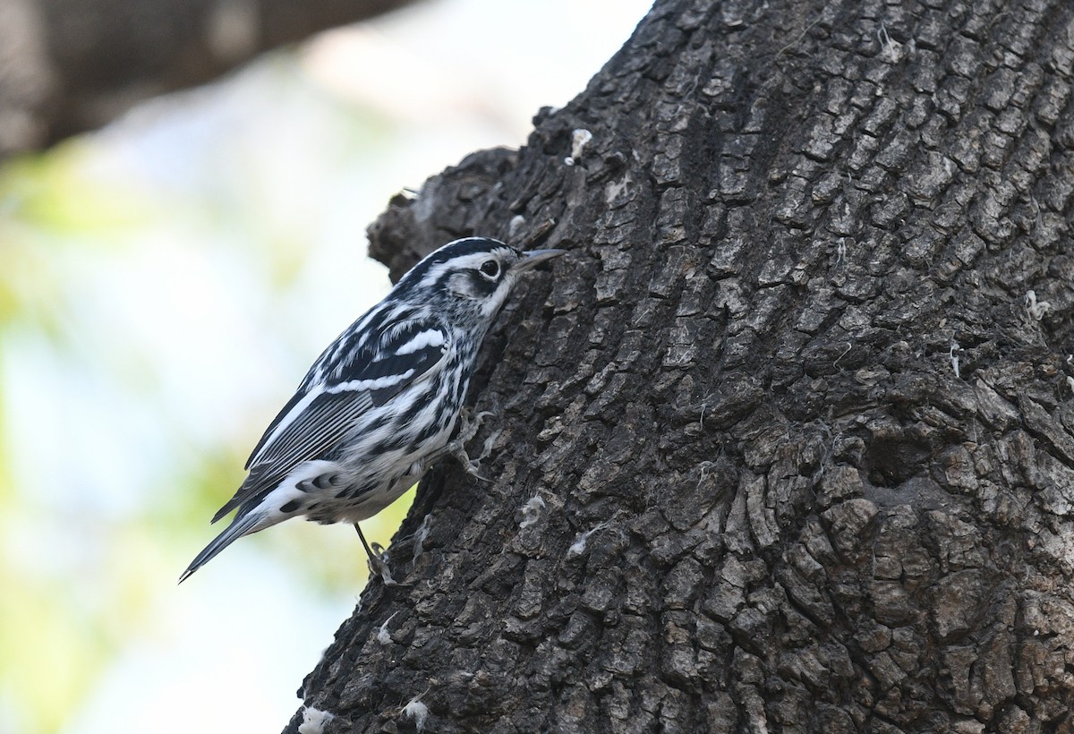 Black-and-white Warbler - ML298921371