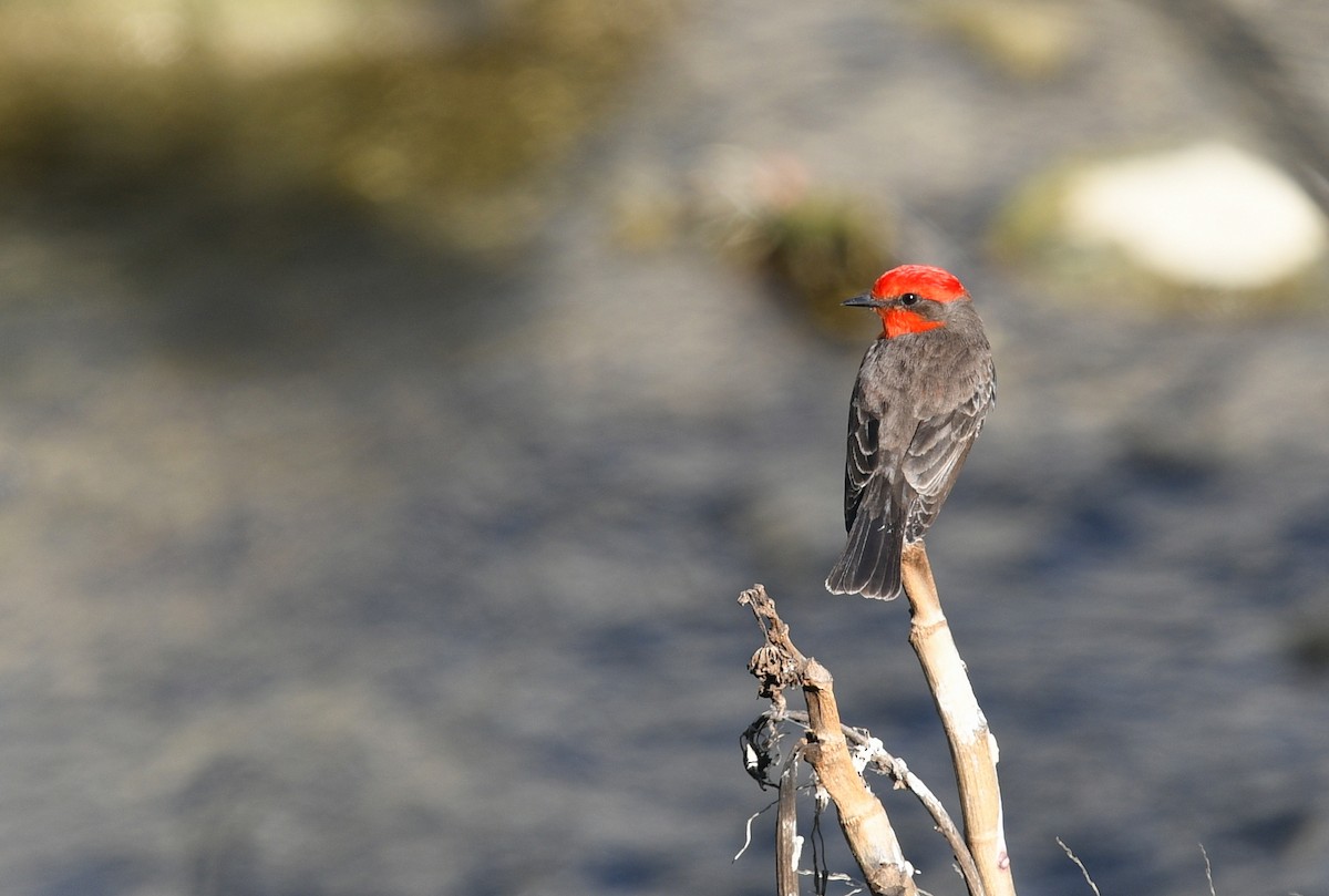 Vermilion Flycatcher - ML298921411