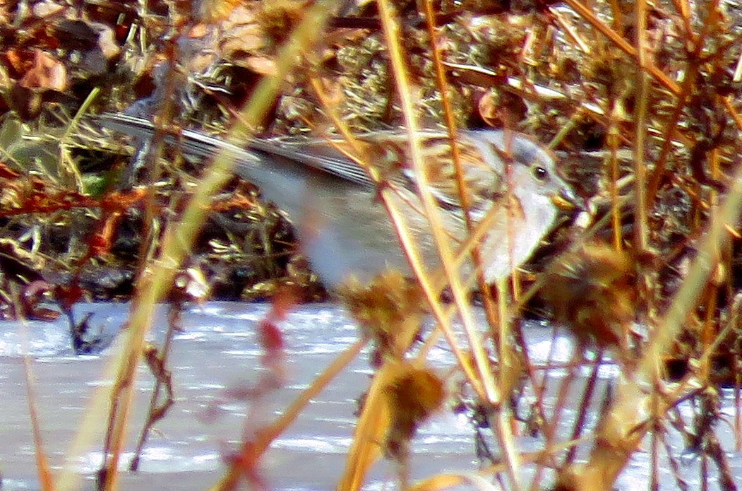 American Tree Sparrow - ML298922911