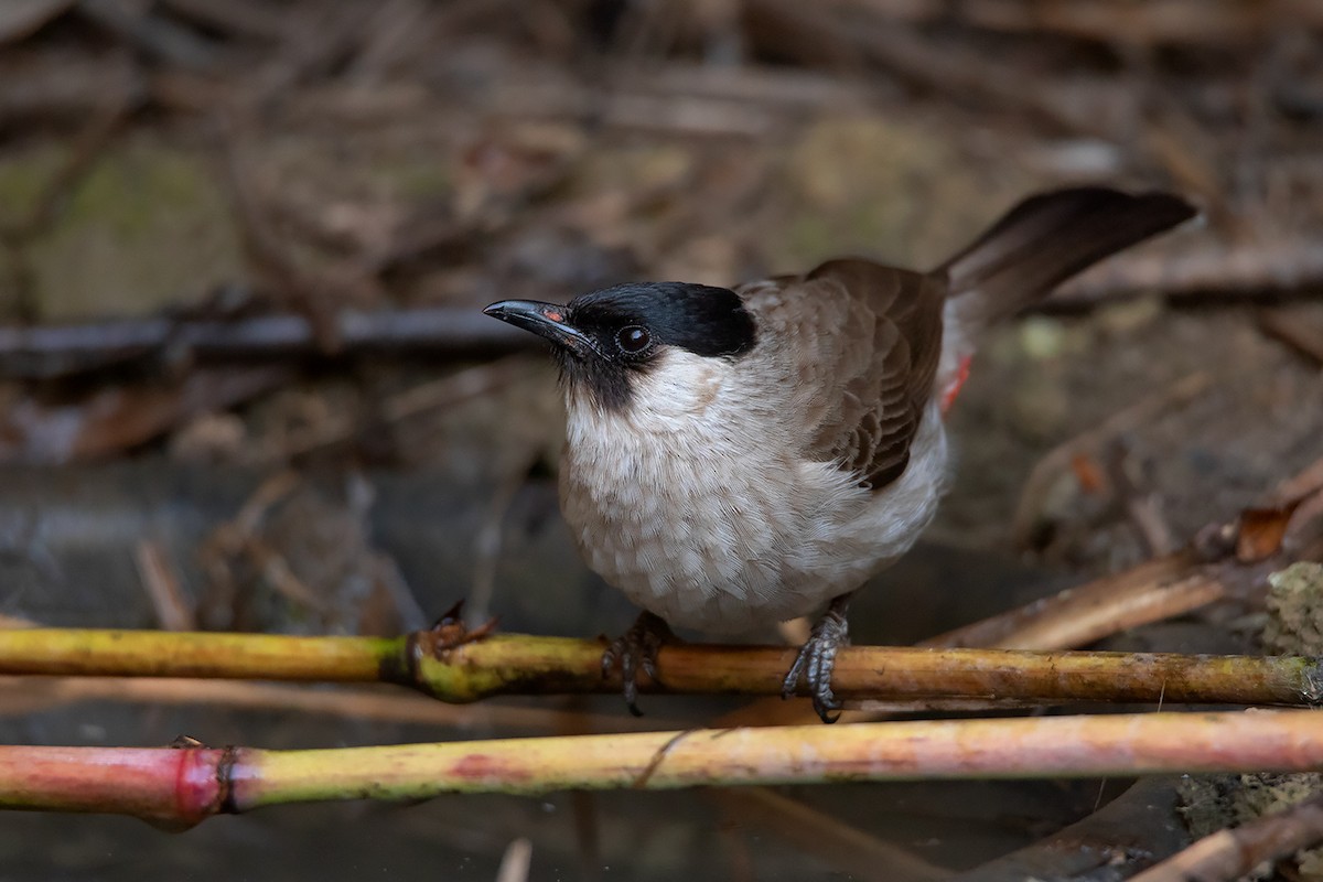 Bulbul cul-d'or - ML298923101