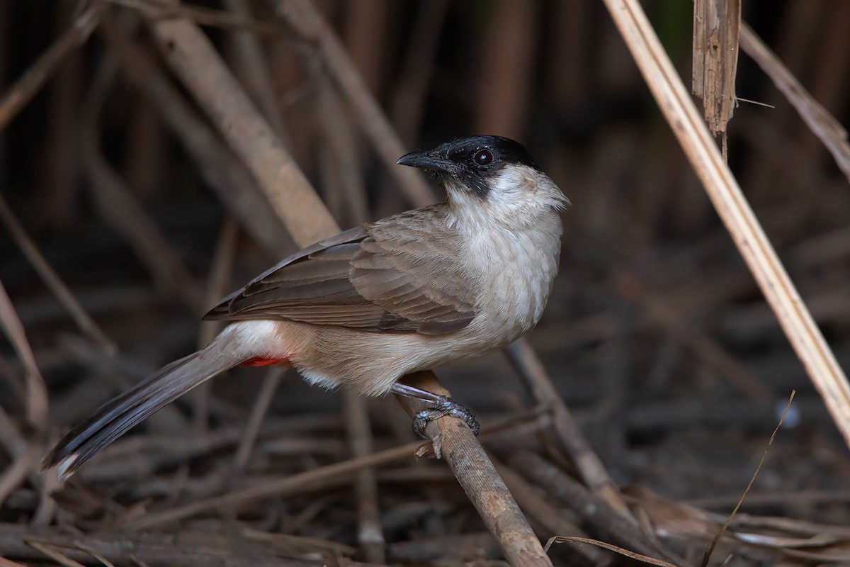 Bulbul cul-d'or - ML298923111