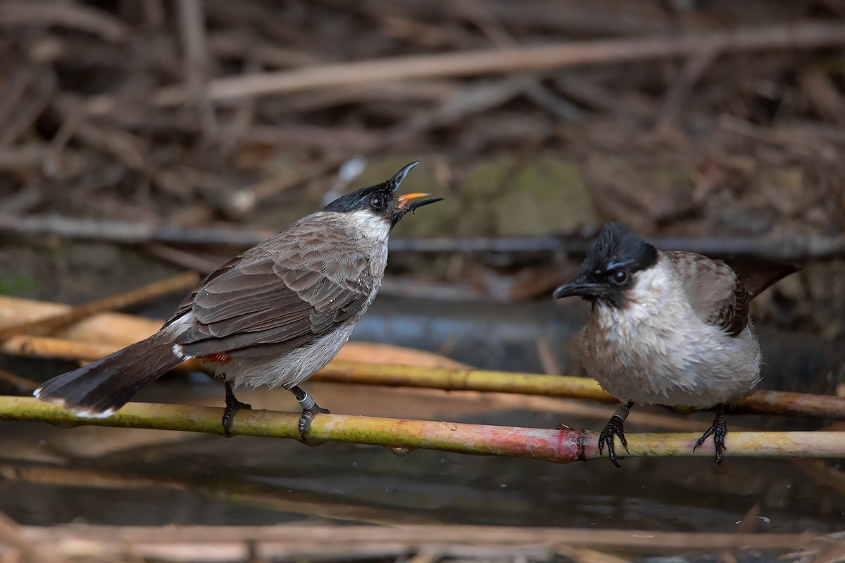 Sooty-headed Bulbul - ML298923121