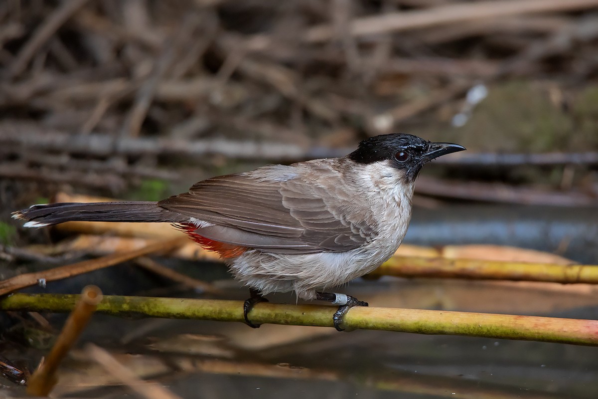 Bulbul cul-d'or - ML298923131