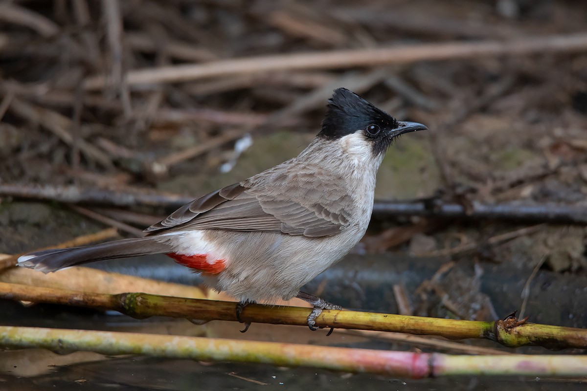 Sooty-headed Bulbul - Ayuwat Jearwattanakanok