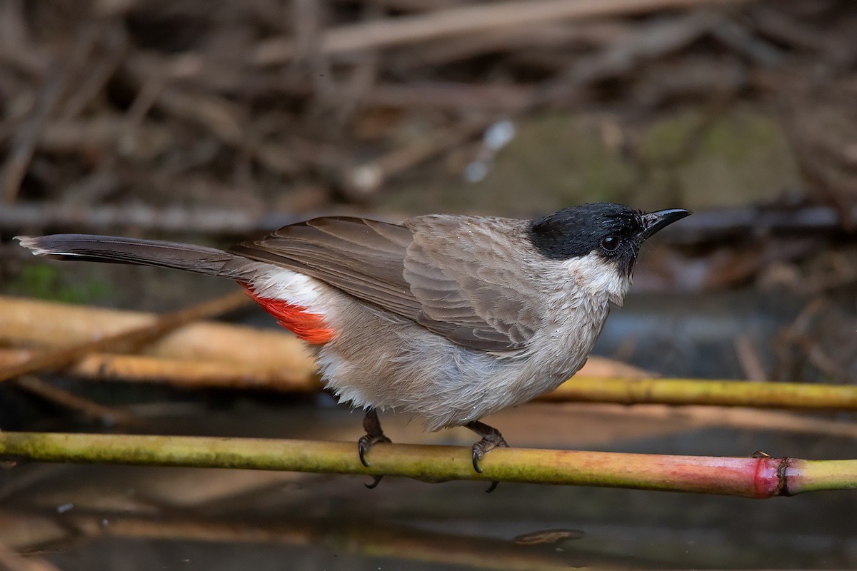 Sooty-headed Bulbul - ML298923151