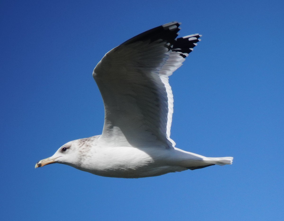 California Gull - ML298924211