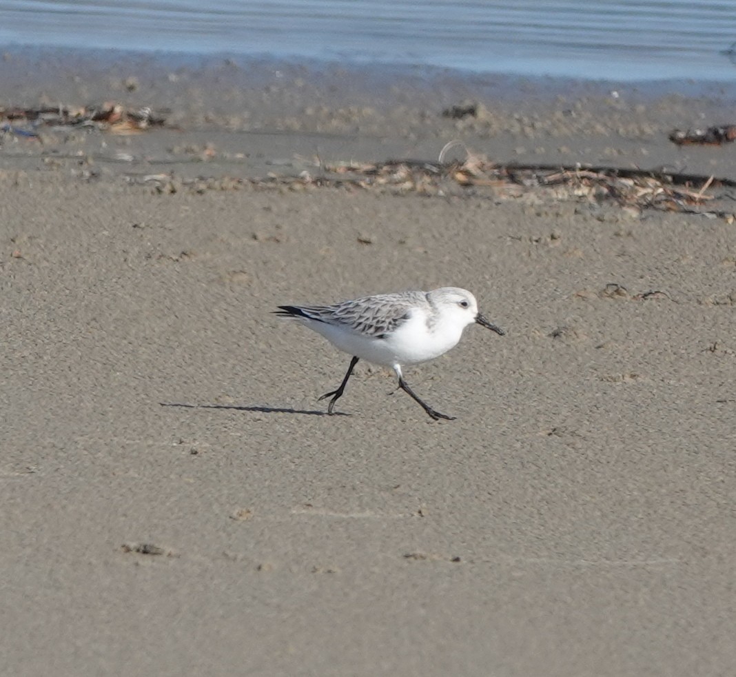 Гурвалж элсэг - ML298924321