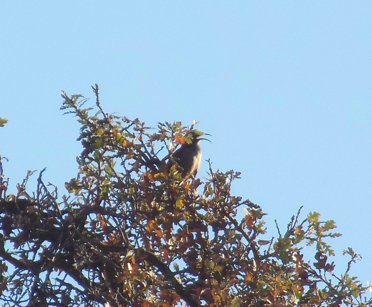 California Thrasher - ML298926241
