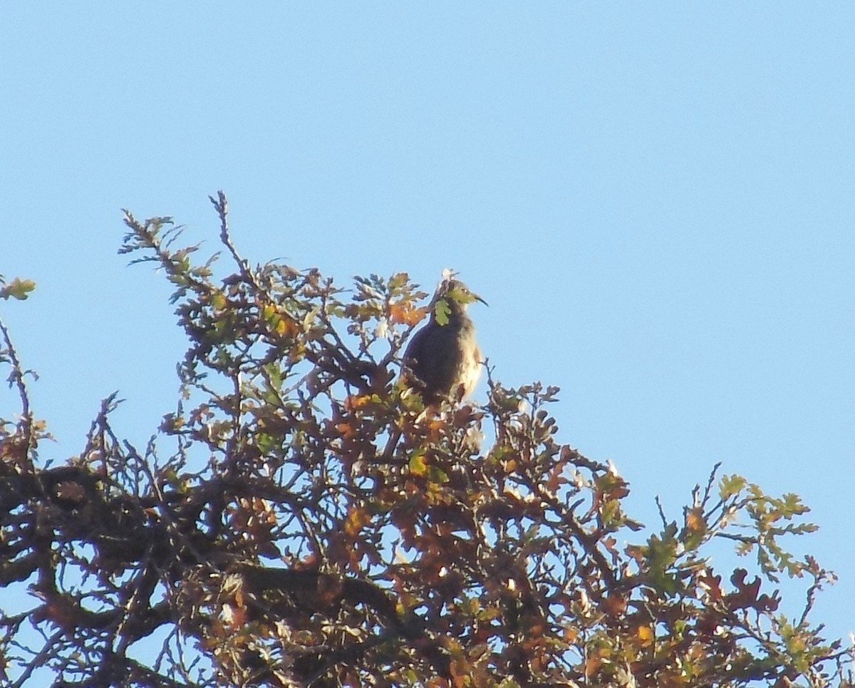 California Thrasher - ML298926331