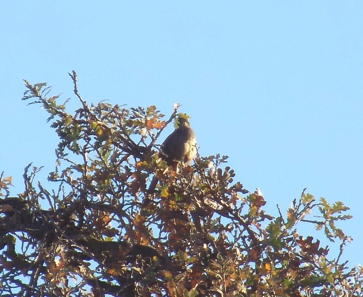 California Thrasher - ML298926411