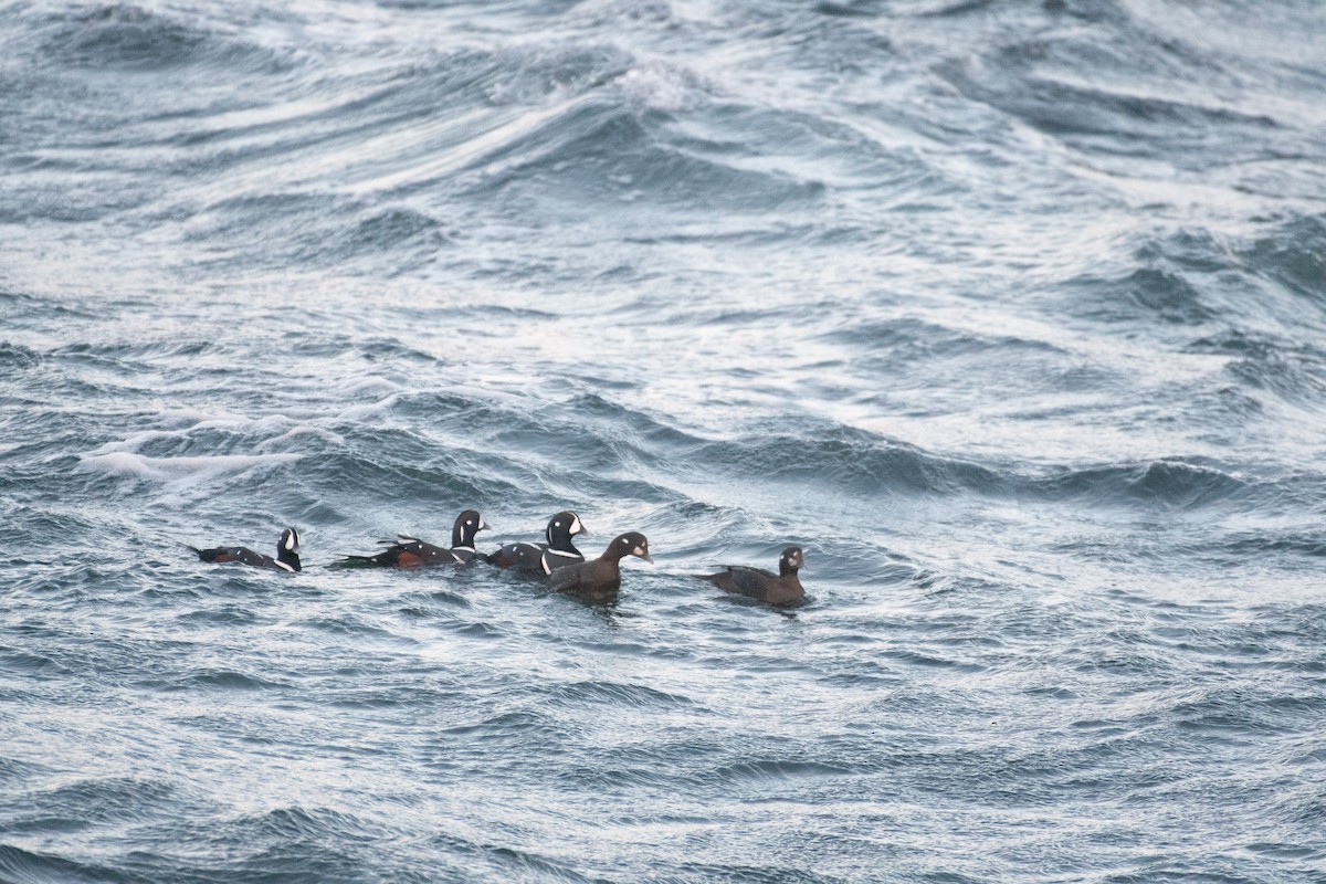 Harlequin Duck - ML298926541