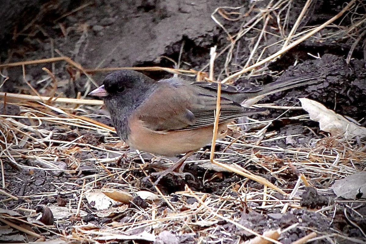 Dark-eyed Junco - ML298928041