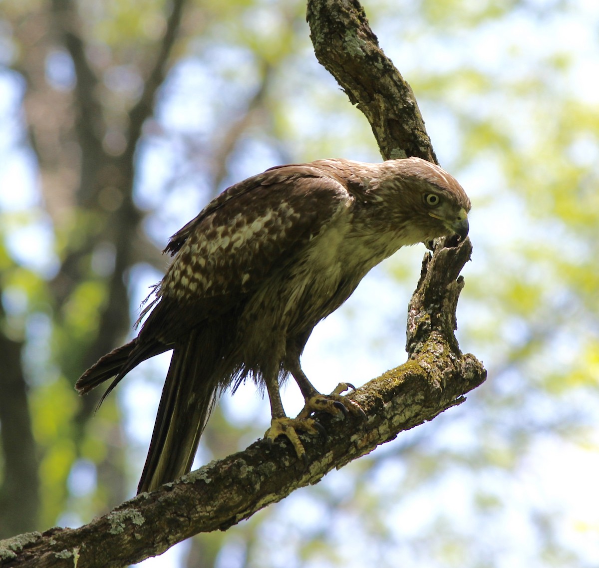 Red-tailed Hawk - Adam Woodis