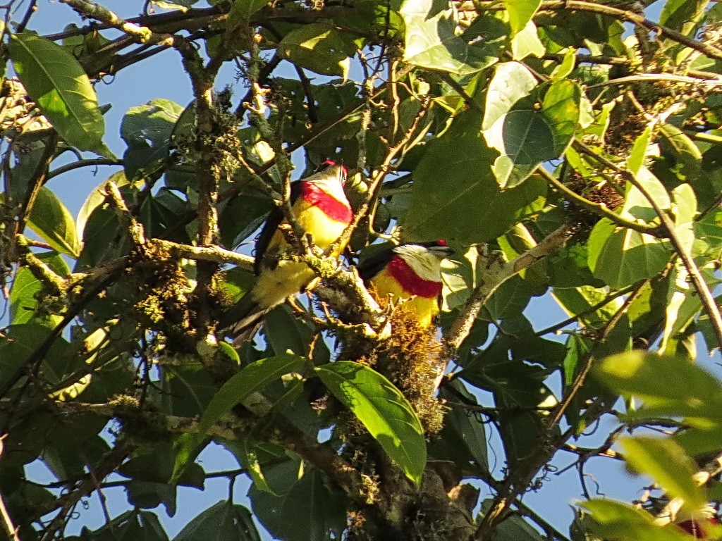 Scarlet-banded Barbet - ML29893311