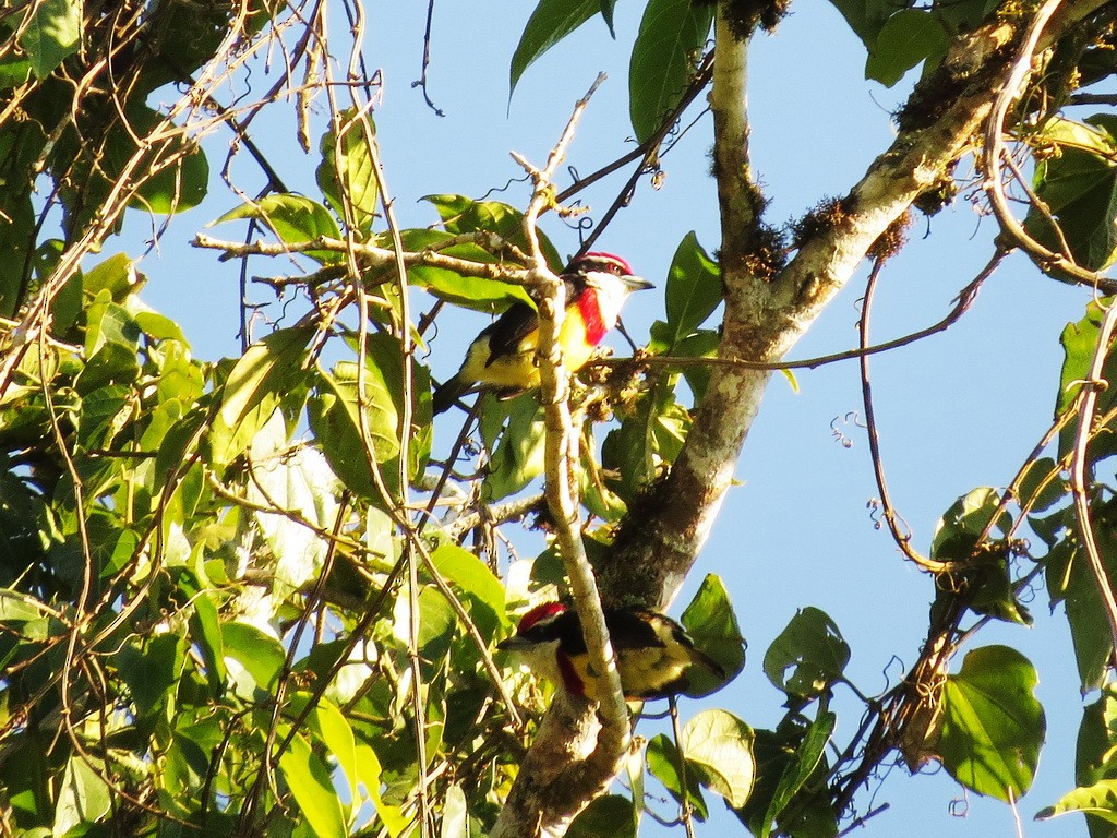 Scarlet-banded Barbet - ML29893321