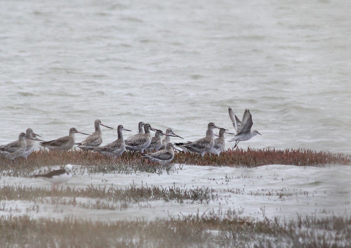 Red Knot - ML298933481