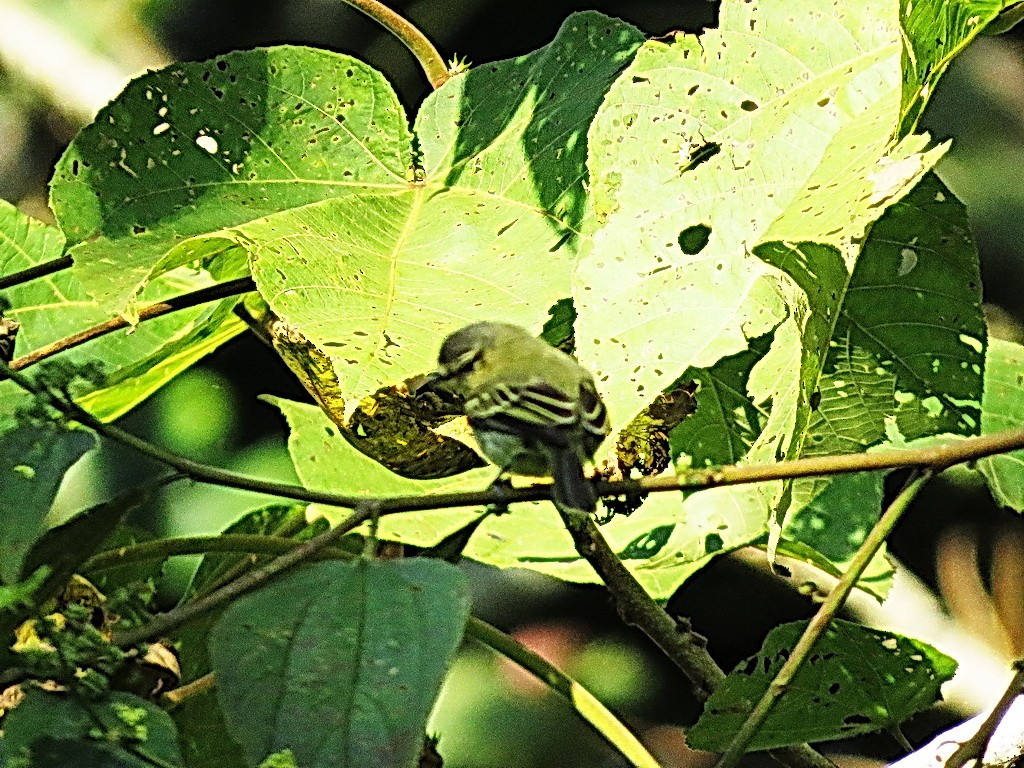 Peruvian Tyrannulet (Amazonas) - ML29893361