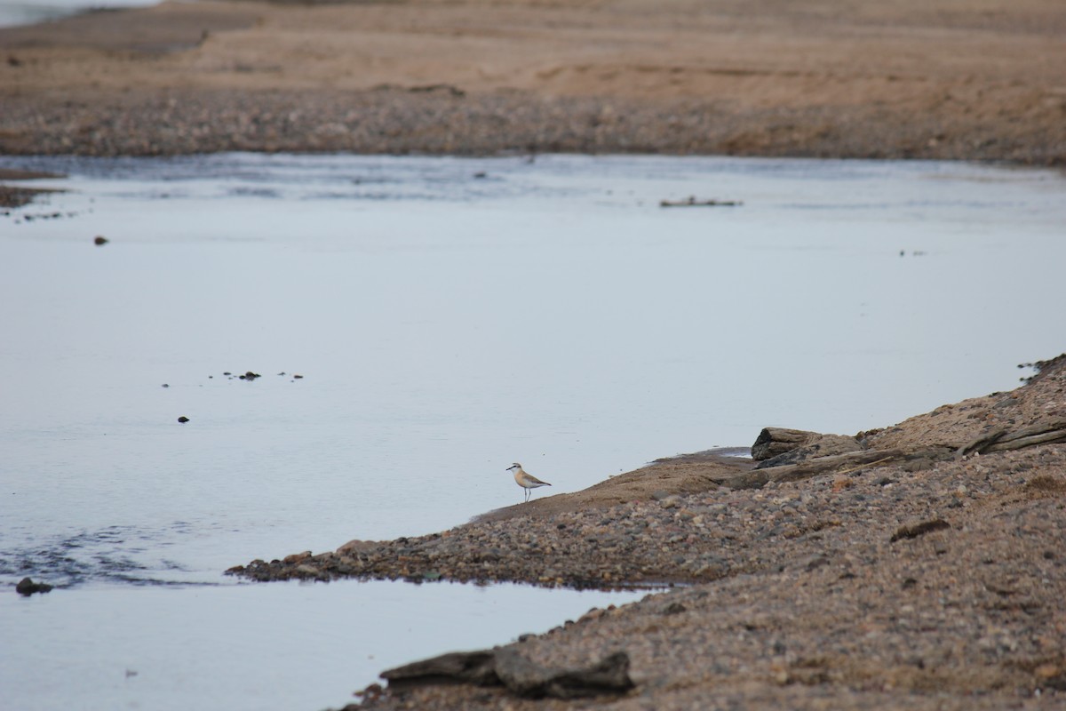 White-fronted Plover - ML298934161