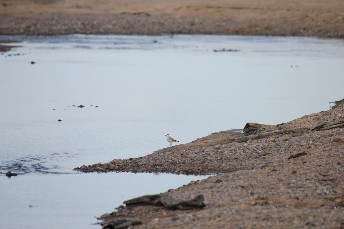 White-fronted Plover - ML298934201