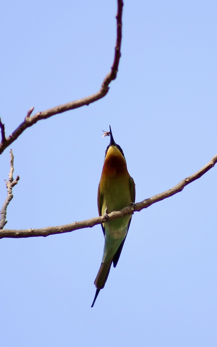 Blue-tailed Bee-eater - Patrick James