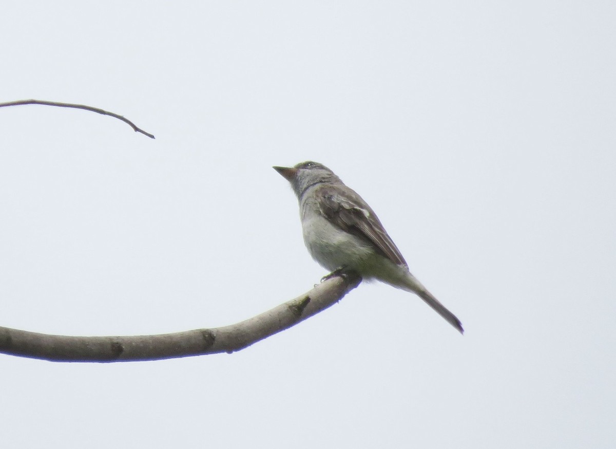 Crowned Slaty Flycatcher - ML29893481