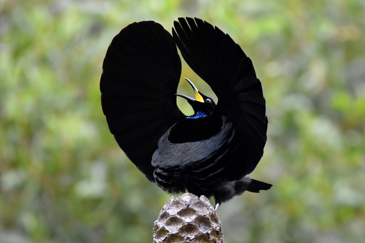 ML298935871 - Victoria's Riflebird - Macaulay Library