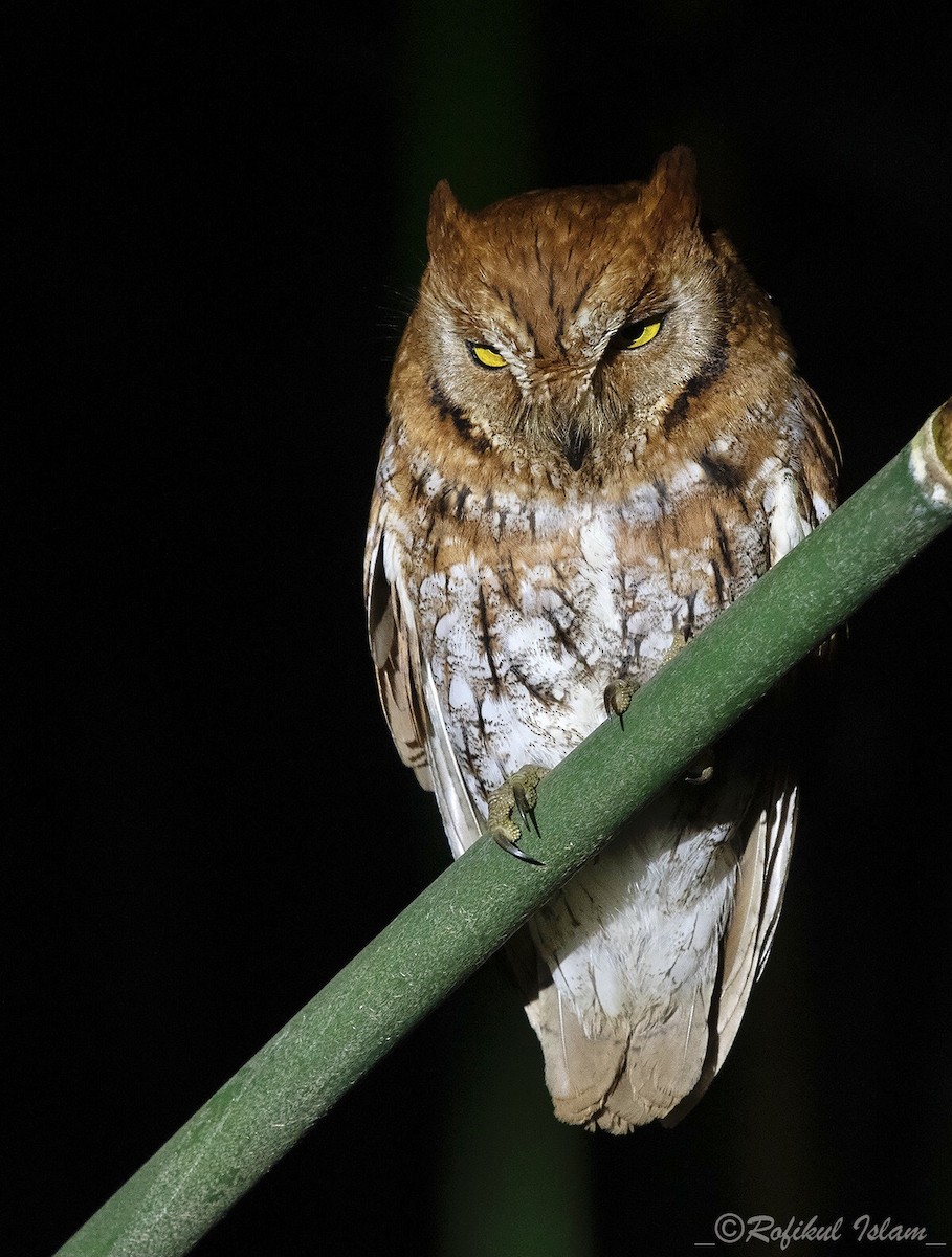 Oriental Scops-Owl - ML298935921