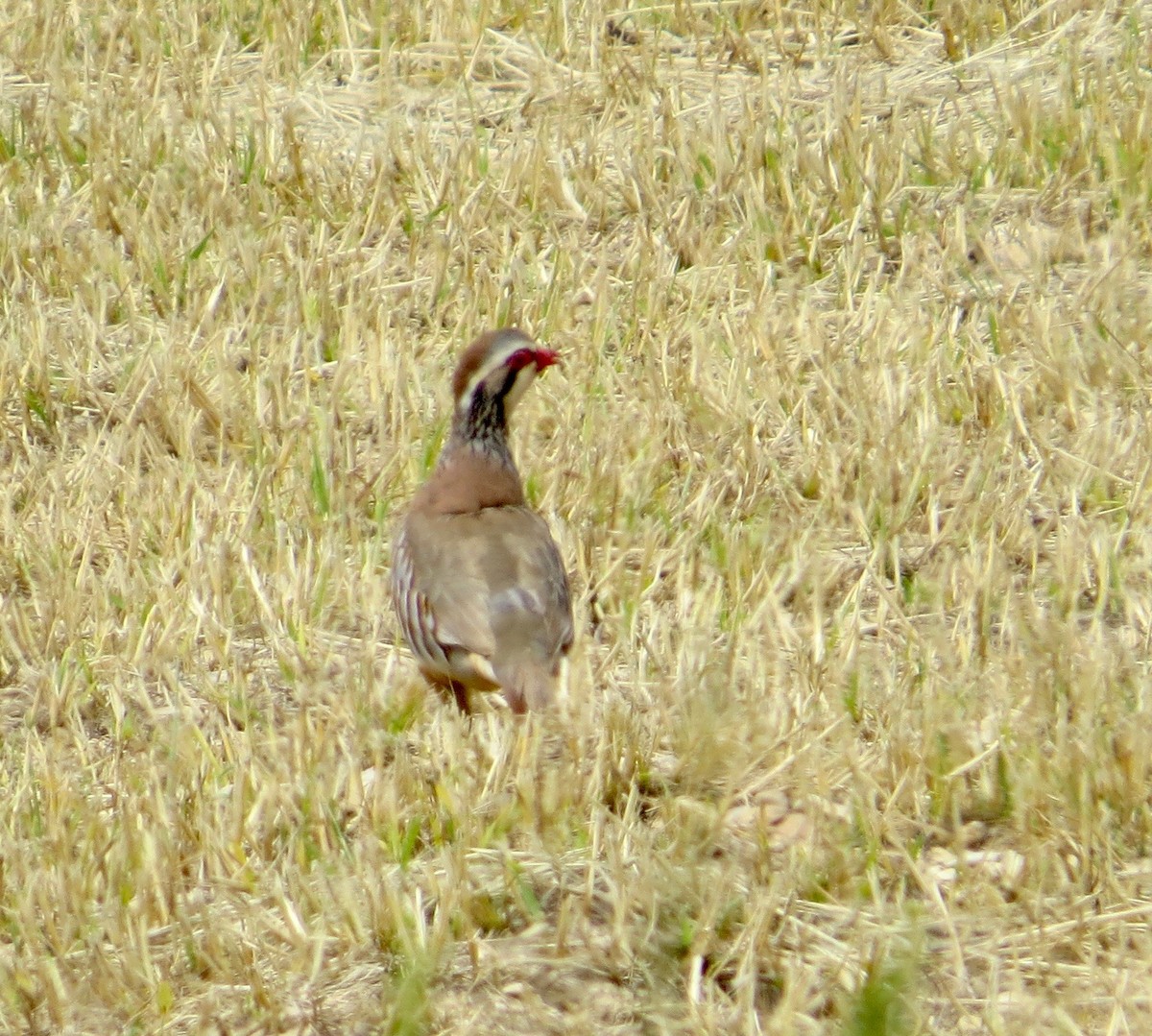 Red-legged Partridge - ML29893691