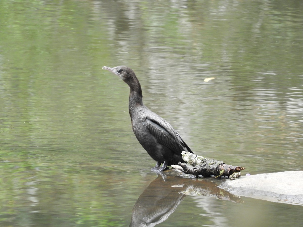 Indian Cormorant - Laurige Boyer