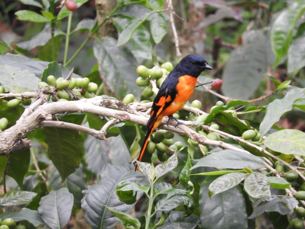 Orange Minivet - Laurige Boyer