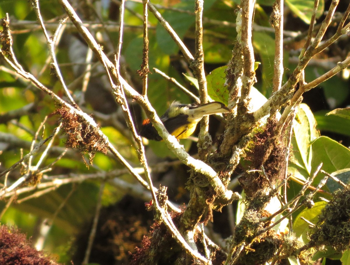 Slate-throated Redstart - Liao Tzu-Chiang