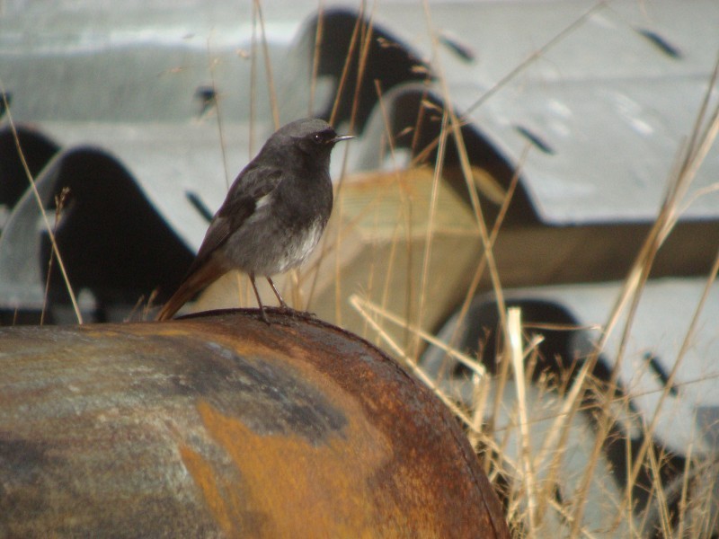 Black Redstart - ML29894051