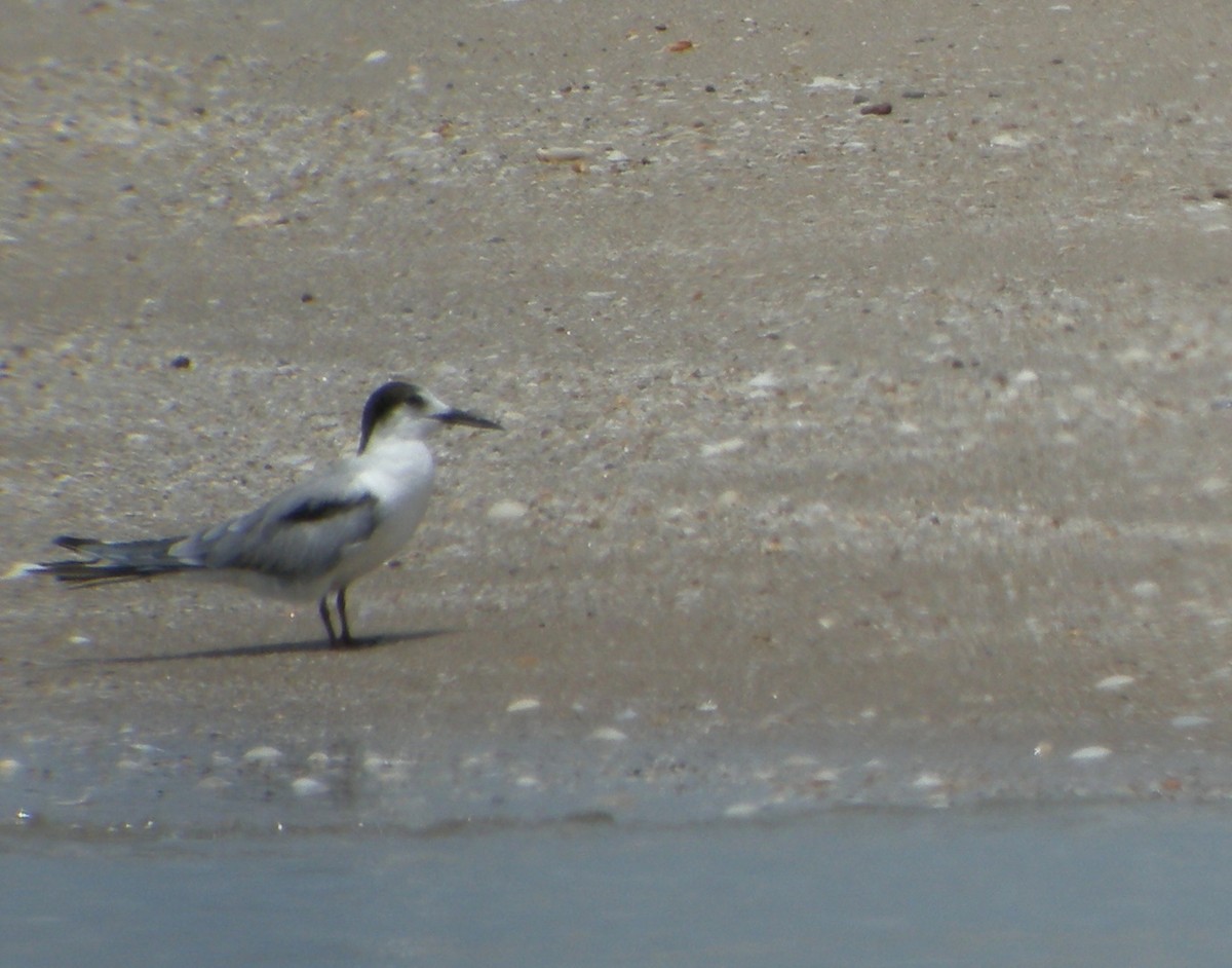 Common Tern (longipennis) - Keith Langdon