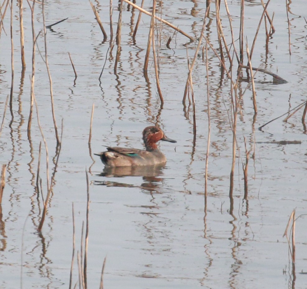 Green-winged Teal - ML298944291
