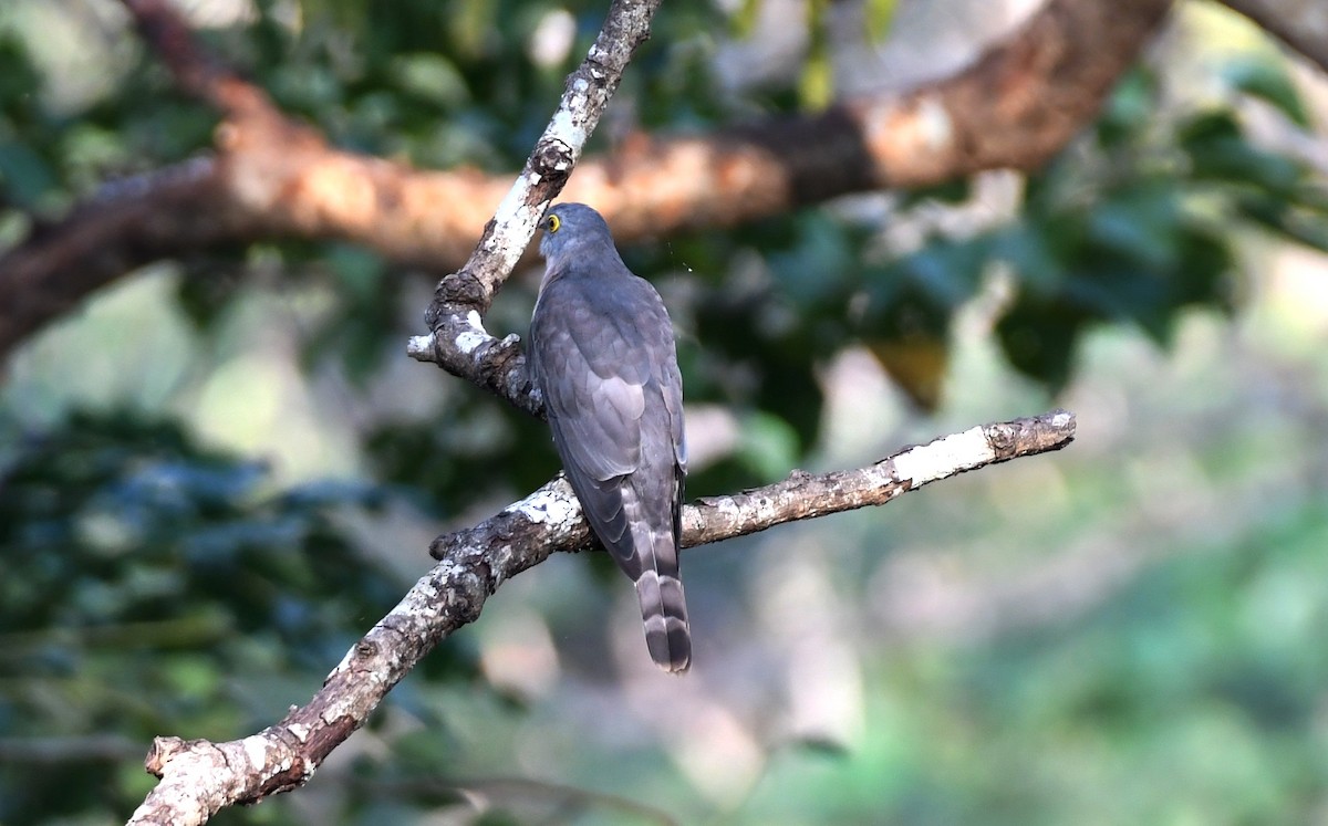 Common Hawk-Cuckoo - ML298944471