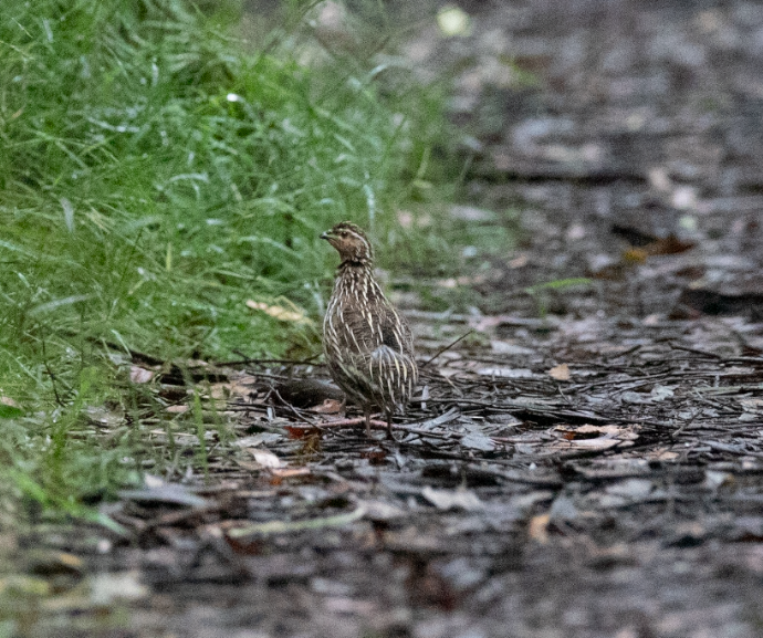 Stubble Quail - ML298945411