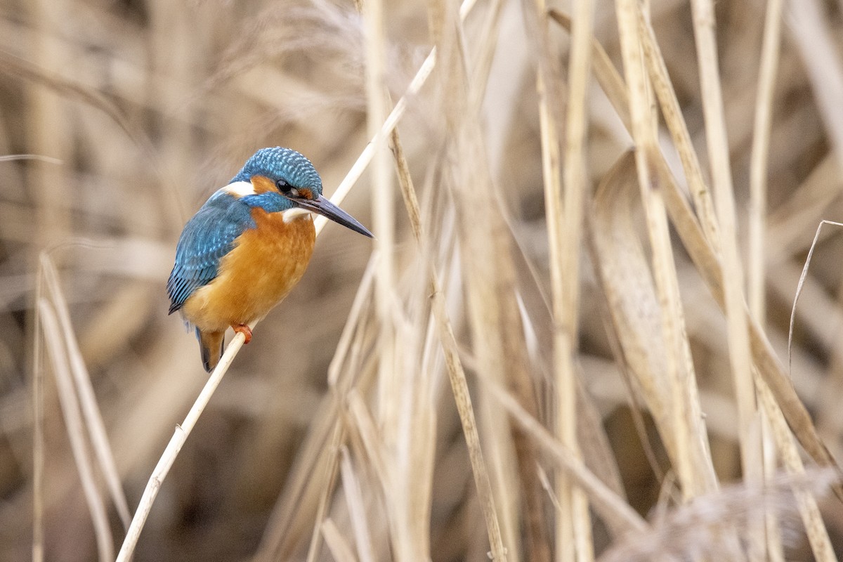 Common Kingfisher - Mike Meuschke