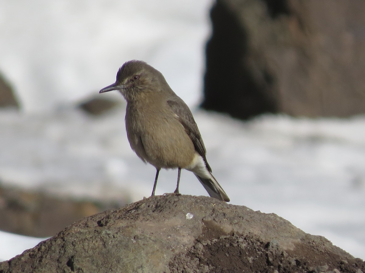 Black-billed Shrike-Tyrant - Alejandro Mardoñez