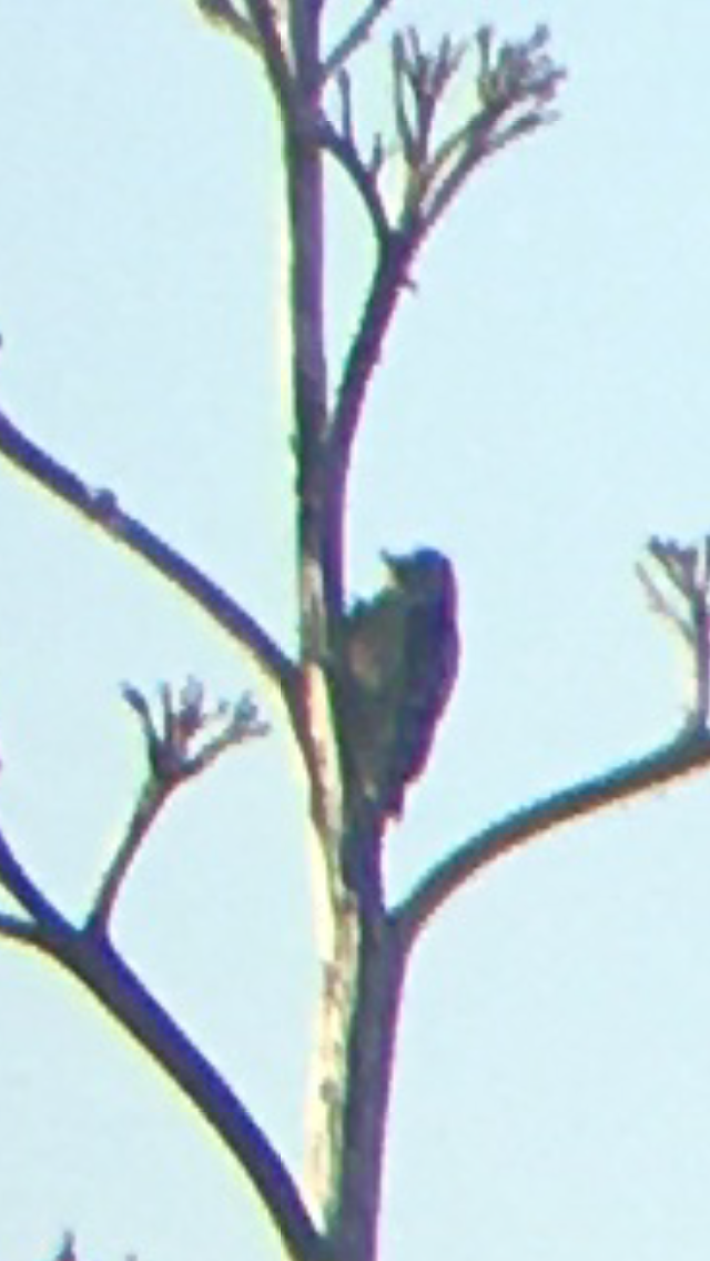 Lesser Spotted Woodpecker - ML298949911