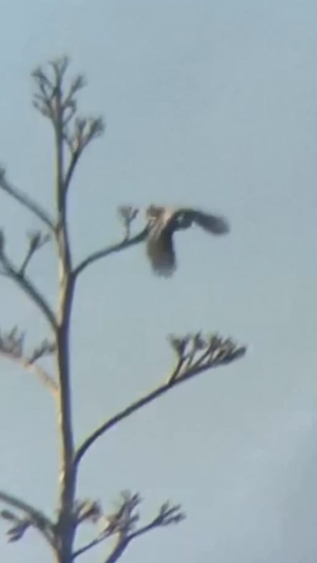 Lesser Spotted Woodpecker - ML298950131