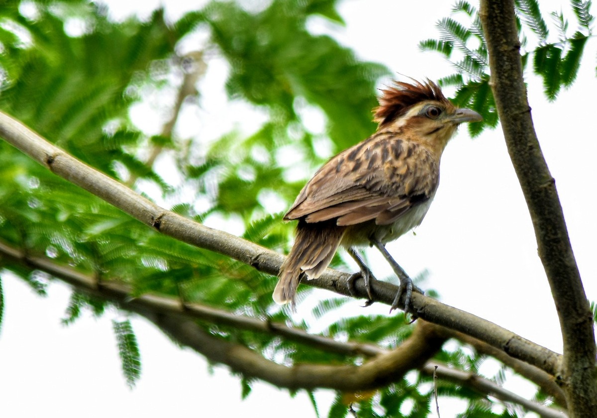 Striped Cuckoo - ML298950711