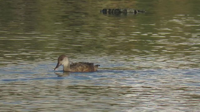 Red-crested Pochard - ML298951591