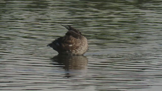 赤嘴潛鴨 - ML298951601