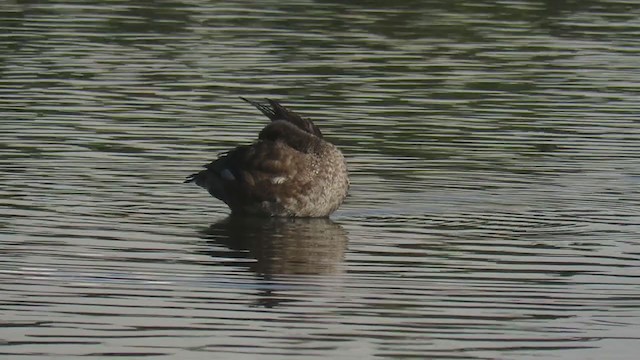 Red-crested Pochard - ML298951601