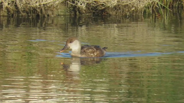 Red-crested Pochard - ML298951611