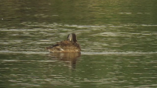 赤嘴潛鴨 - ML298951631