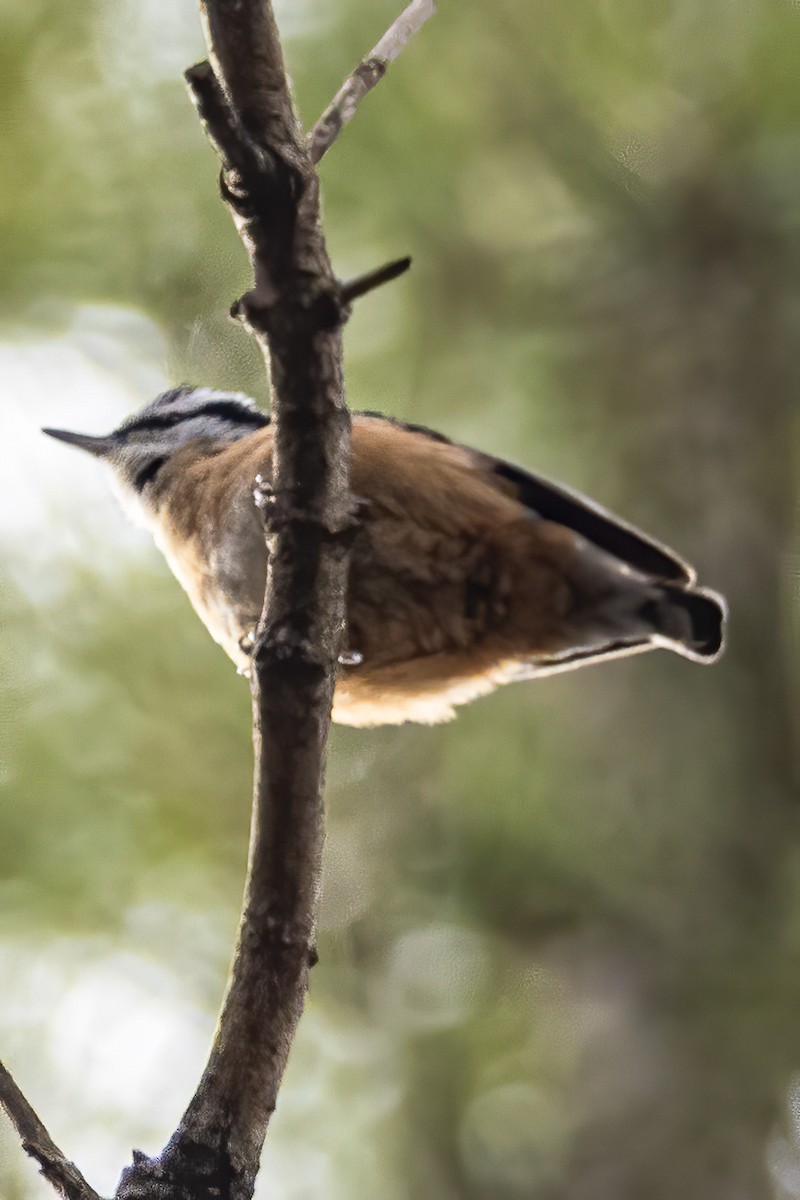 Red-breasted Nuthatch - ML298951851